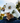 Snapper Hat New New Release