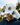Snapper Hat New New Release