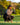 Man preparing to putt on a golf course with trees in the background