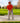 Model wearing the Dustbowl Polo on the golf course getting ready to hit a ball out of a bunker