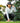 Man in a golf stance on a green with trees in the background