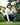 Man in a golf stance on a green with trees in the background