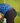 Model wearing the Kentucky Buck Caddie Boxers underneath his Waggle Polo + Shorts Combo