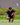 Mission Albatross Polo on a male model on the golf course with greenery in the background