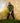 Model wearing the Ranger Zenith Zip Hoodie on the golf course getting ready to tee off.