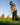 Man playing golf on a sunny day with trees in the background