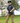 Model wearing the Ursa Major Boy's Polo outside with trees are green grass in the background