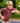 Model wearing the Wild Side Boy's Polo running around a playground with trees in the background